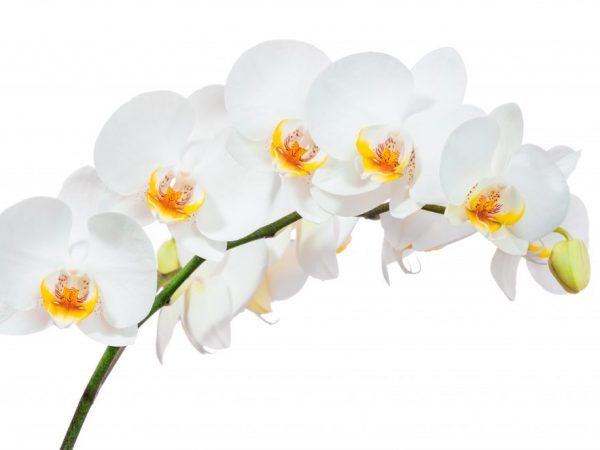 Orchidee bloeitijd thuis