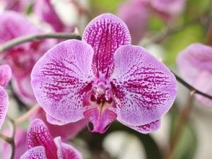 Sogo orchidej
