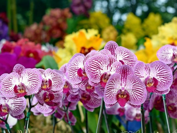 Groeiende Sogo-orchideeën