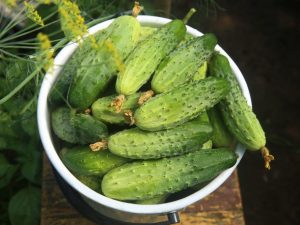 Beschrijving van variëteiten van komkommers met de letter Z