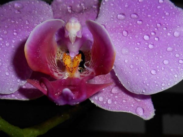 The best substrate for orchids
