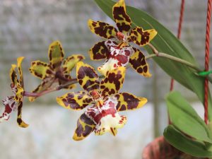Tijger orchidee