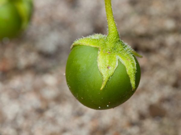 A burgonya gyümölcs típusa