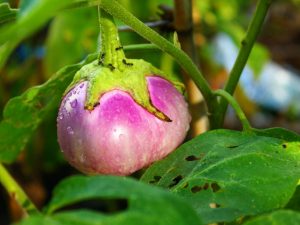 Bestrijding van bladluizen op zaailingen van aubergines