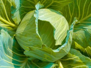 Descripción de Cabbage Transfer