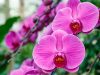 Varför torkar stammen på en orkidé
