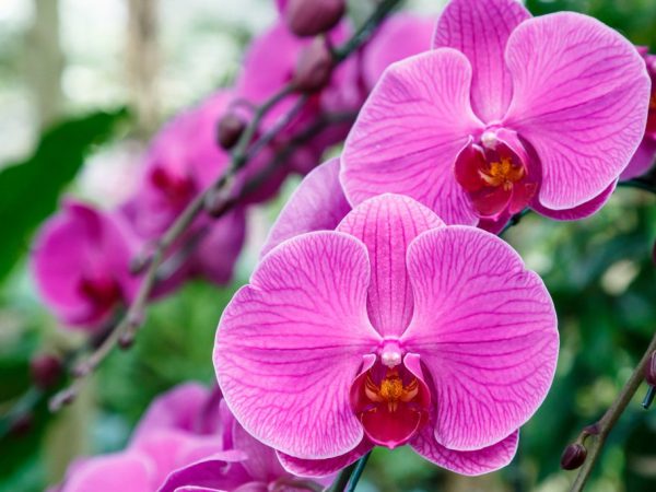Waarom droogt de stengel van een orchidee?