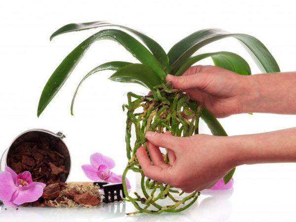Orchideeënsubstraat bestaat uit kleine en middelgrote schors en mos - veenmos