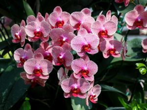 Fertilizantes adecuados para orquídeas.