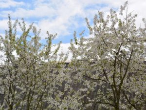 Rekommendationer för vård av päron på våren