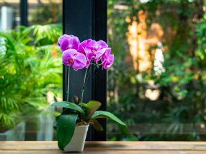 Hemsjukvård för phalaenopsis efter köp