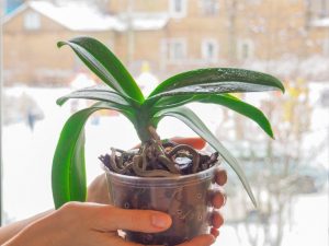 Orchideeënverzorging in de winter