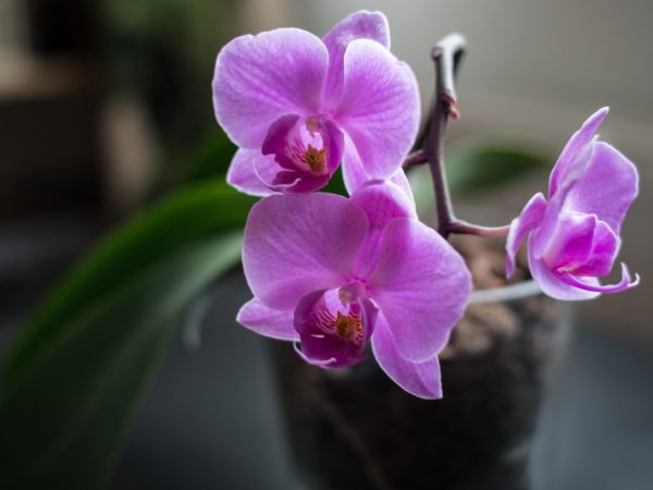 Temperatuurregime voor orchideeën in de winter