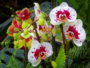 Vitaminas para orquídeas