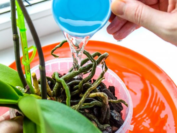 Att vattna dekorativa orkidéer med väteperoxid är fördelaktigt