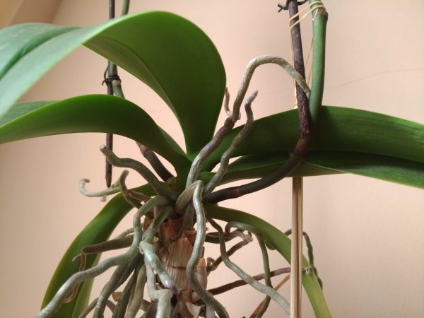 Orchidej vzdušné kořeny
