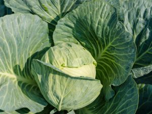 Κανόνες φροντίδας για την καλλιέργεια λάχανου στον κήπο