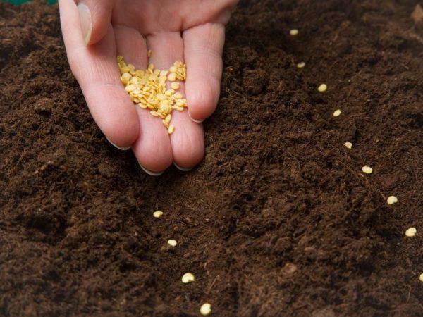 Las semillas deben desinfectarse antes de plantar.
