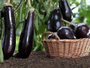 Regels voor het kweken van aubergines in Siberië