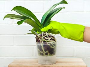 Het gebruik van barnsteenzuur voor orchideeën