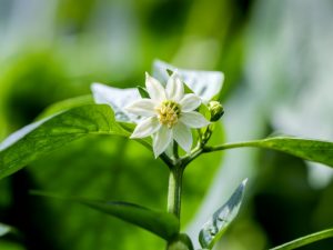 Förebyggande av Pepper Seedling Blossom