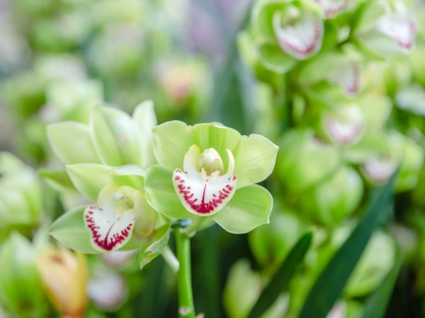 Zelená orchidej