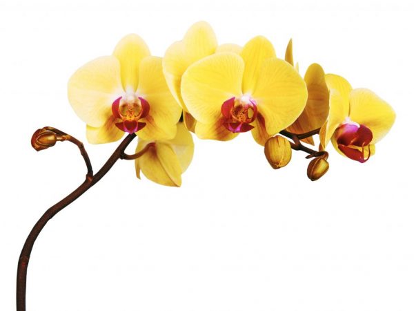 Gul orkidé