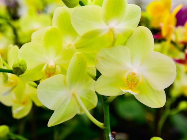 Beskrivning av den gula phalaenopsis orkidén