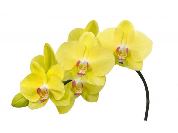 En orkidé blommar med ordentlig vård