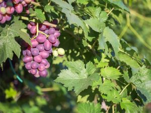 Growing Amirkhan grapes