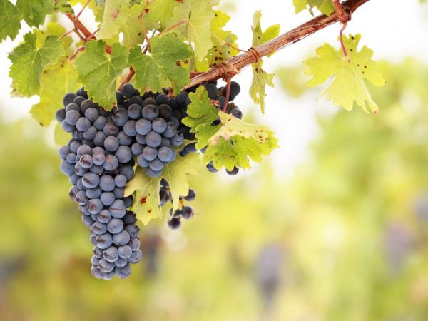 Características de las uvas Armani.