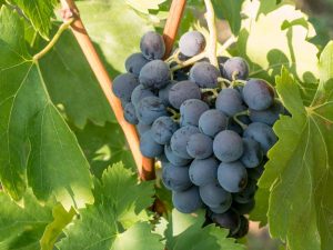 Growing grapes Ataman