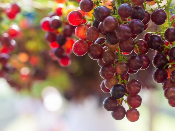 Description des raisins cramoisis