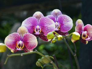 Wat te doen met witte bloei op orchideeën