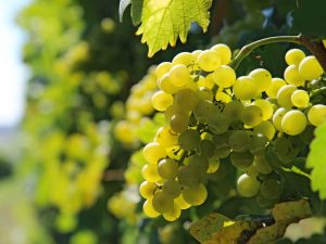 De voordelen van witte druiven