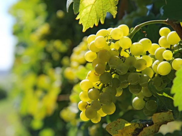 De voordelen van witte druiven