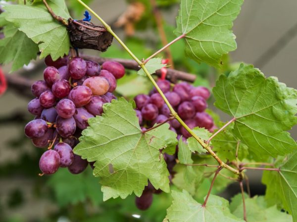 Description of the grape variety Brilliant