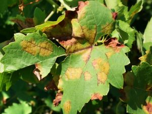 Pests and diseases of grapes