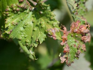 Traitement des maladies des feuilles de vigne