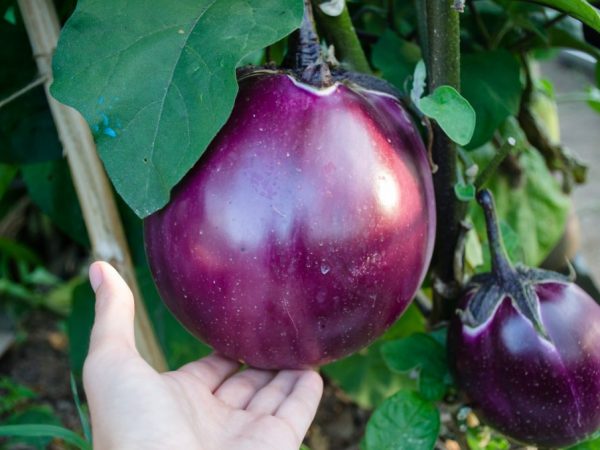 Eggplant Bourgeois