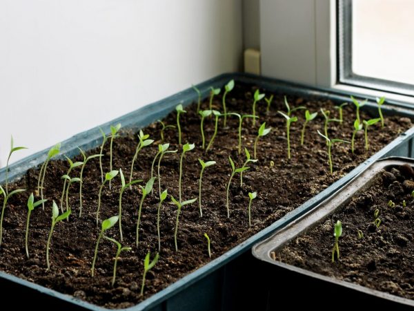 How quickly eggplants sprout