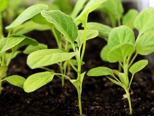 Las semillas empapadas germinan más rápido