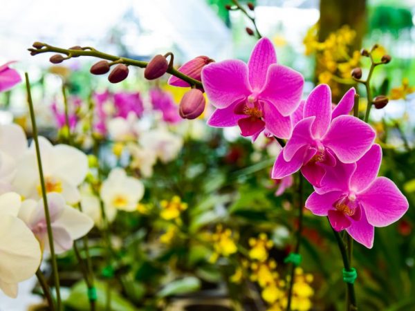 Funktioner av orkidéernas tillväxt
