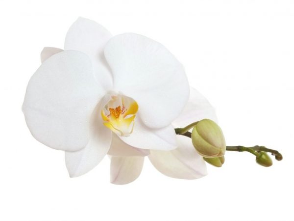 Características del crecimiento de las orquídeas.
