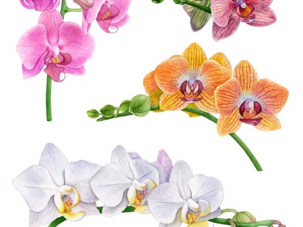 Cualquier orquídea necesita luz.