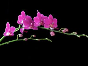 Tallo de flor de orquídea