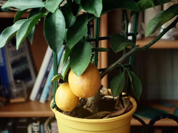 Cultivando un limonero en casa
