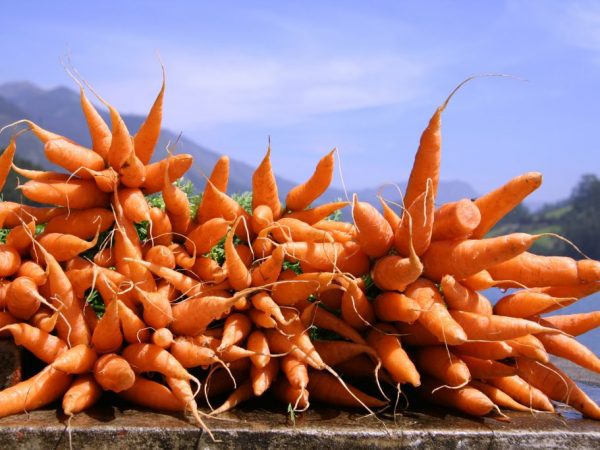 Las zanahorias se utilizan en la medicina popular.