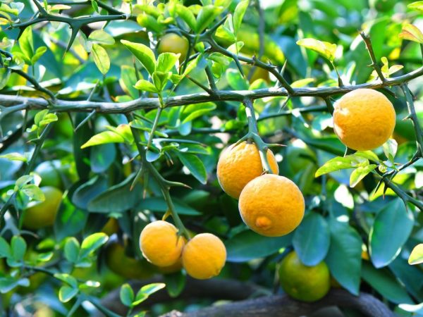 Wild lemon and its uses