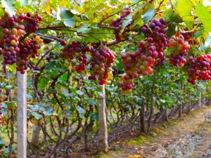 Description of grapes Dozen
